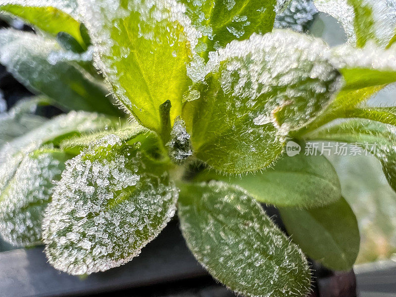 冬天一种绿色的冰冻花园植物。