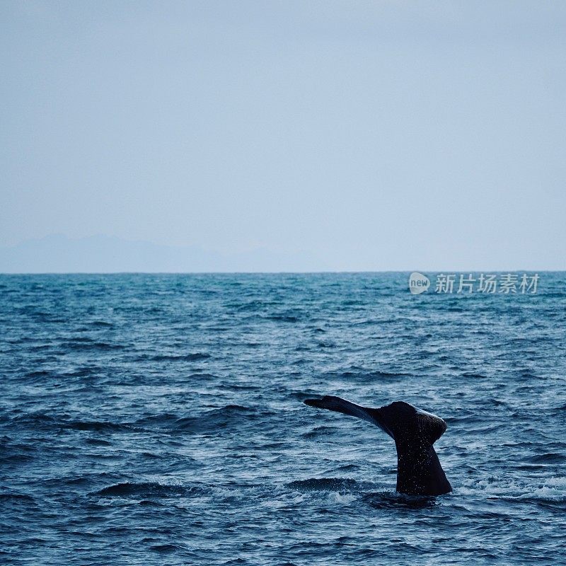 鲸鱼的尾巴
