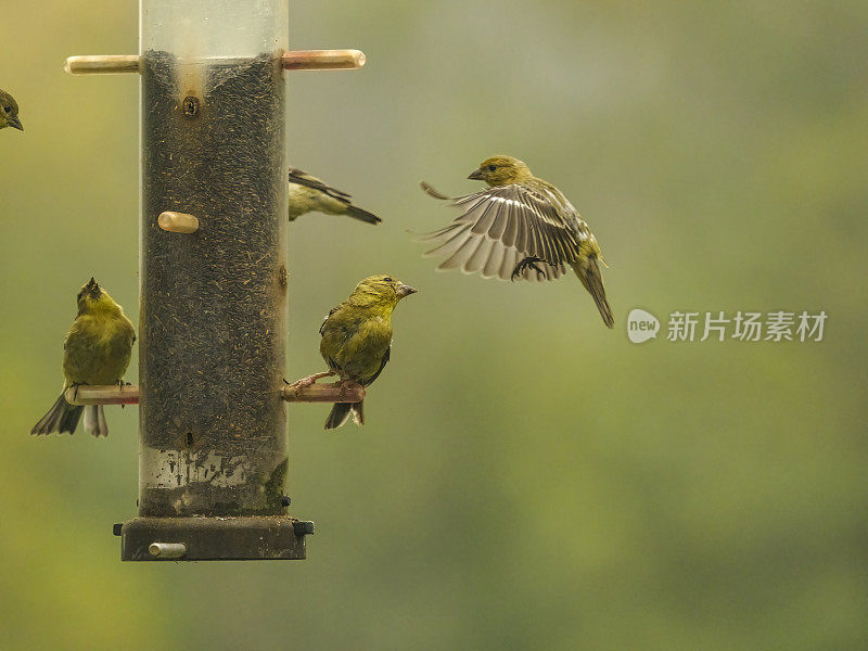 金翅雀栖息和飞鸟喂食器黄色背景