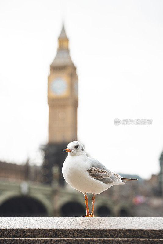 英国伦敦，海鸥站在大本钟前