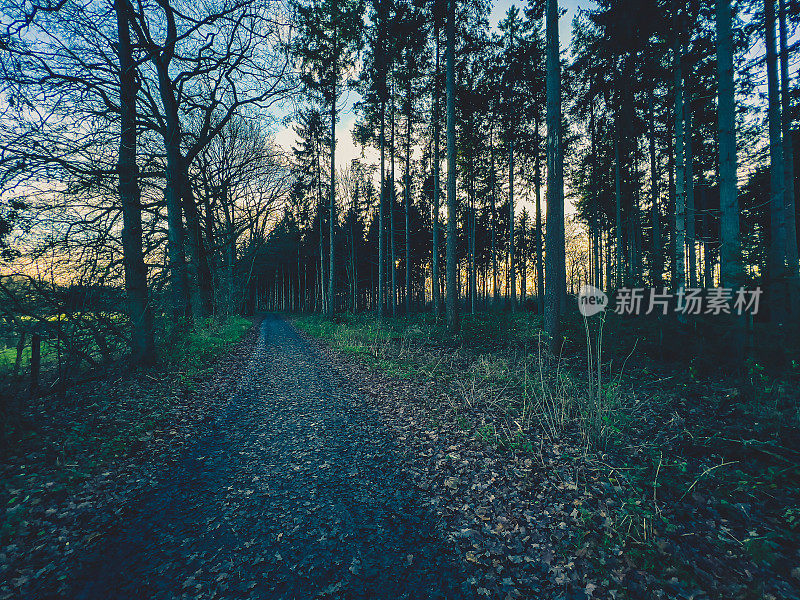 德国林根市冬季穿过森林的一条小路。