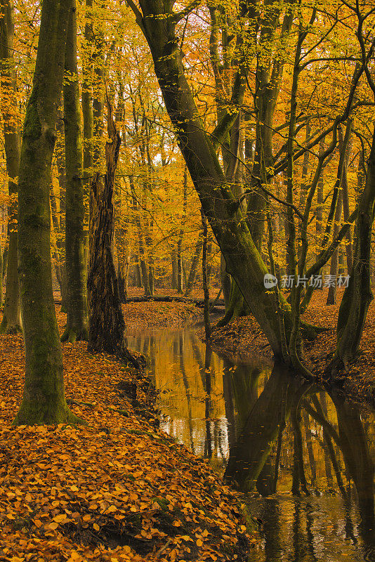 在一个初秋的早晨，在一片森林里的小溪