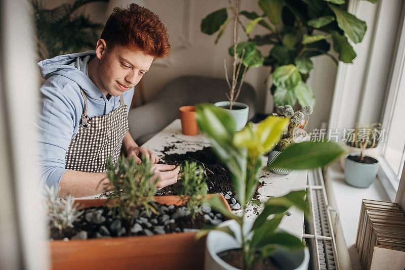 红发少年在家里种植室内植物