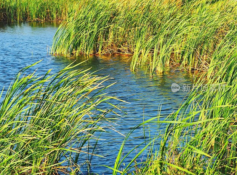 景观细节绿色湿地草和香蒲沿一个池塘在维埃拉湿地