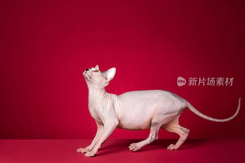 Sphynx无毛猫