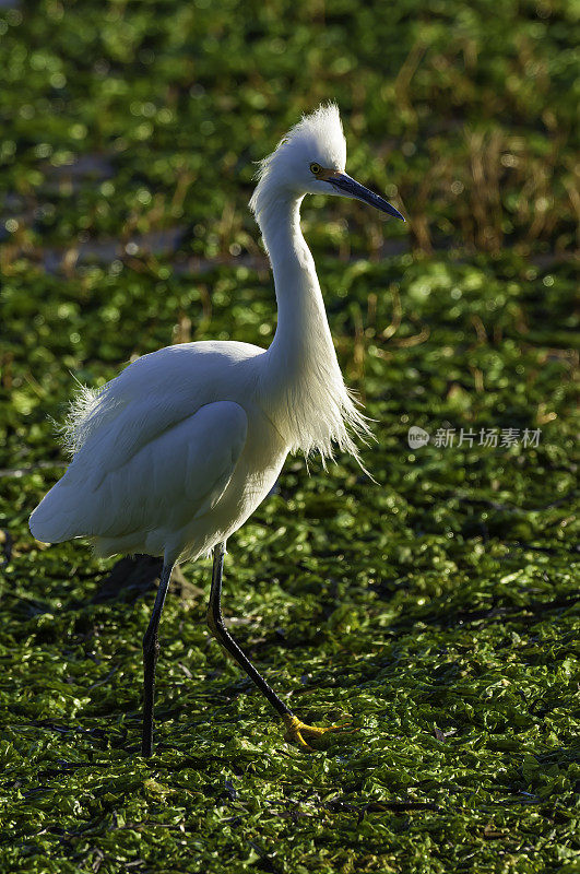 雪鹭，白鹭;酒窖湾,加利福尼亚州。Pelecaniformes。鹭鸟。展示，羽毛，繁殖羽毛。