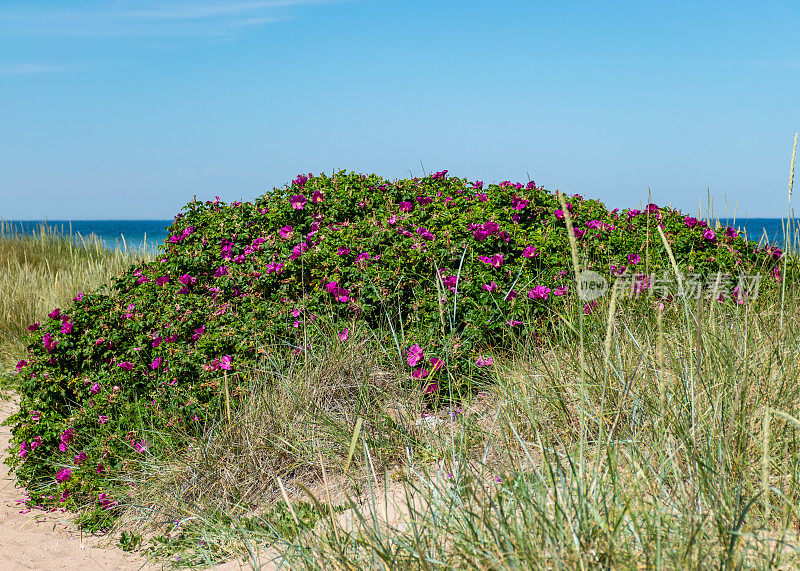 波罗的海，爱沙尼亚，哈里莱德自然保护区，萨勒玛岛海岸，鲜花盛开的夏日