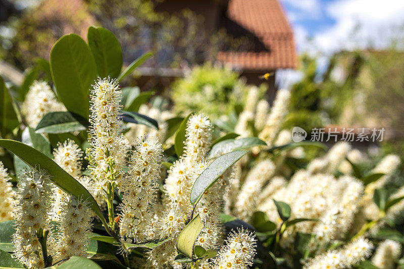 后院开月桂树花