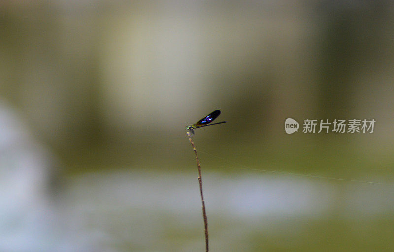 蜻蜓在树枝上的照片