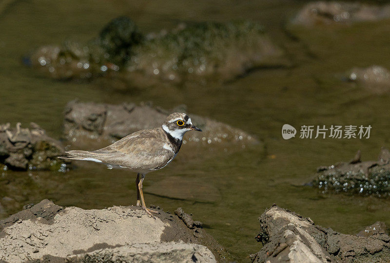 小环千鸟