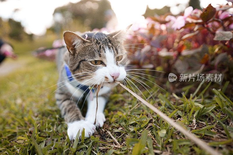 猫在花园里和主人玩耍