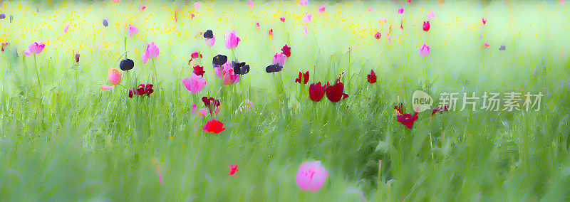 草地上的郁金香和野花