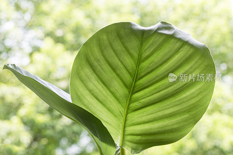 青苹果竹芋叶