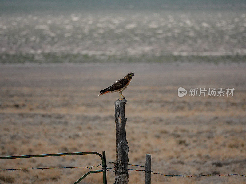 内华达沙漠中一只红尾鹰栖息在一根门柱上