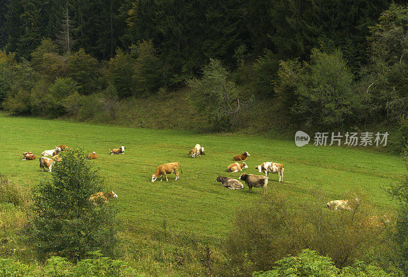 在土耳其北部，牛正在草地上吃草