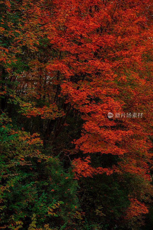 秋日十月橙绿生机盎然，五彩缤纷的自然绿叶背景，垂直摄影