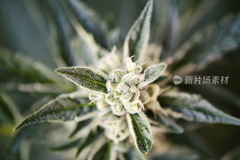 盛开的麻芽(大麻)-细节