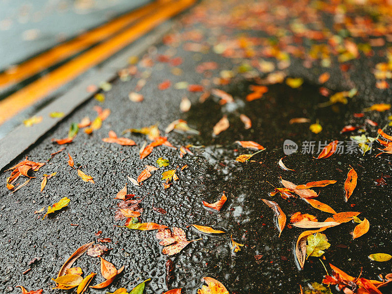 秋叶在雨天人行道上的低角度视角