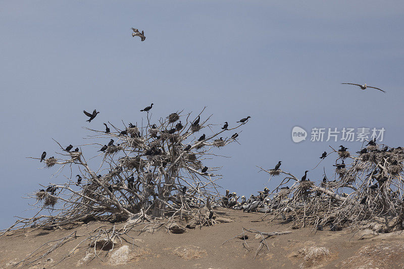 新热带鸬鹚与秘鲁鹈鹕的殖民地，智利