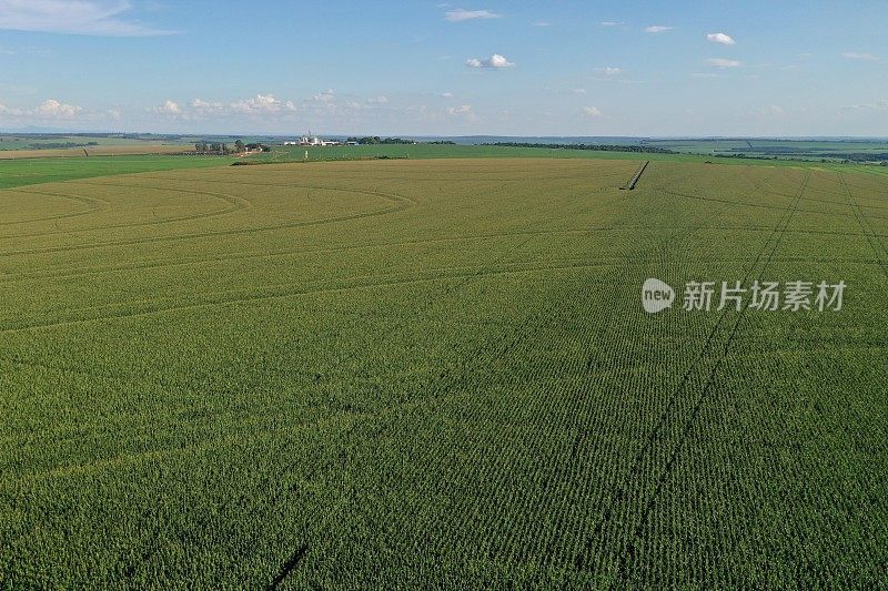 工业玉米种植园的航拍图像