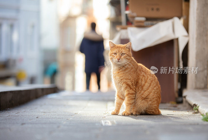 姜黄色的流浪猫正坐在街上。