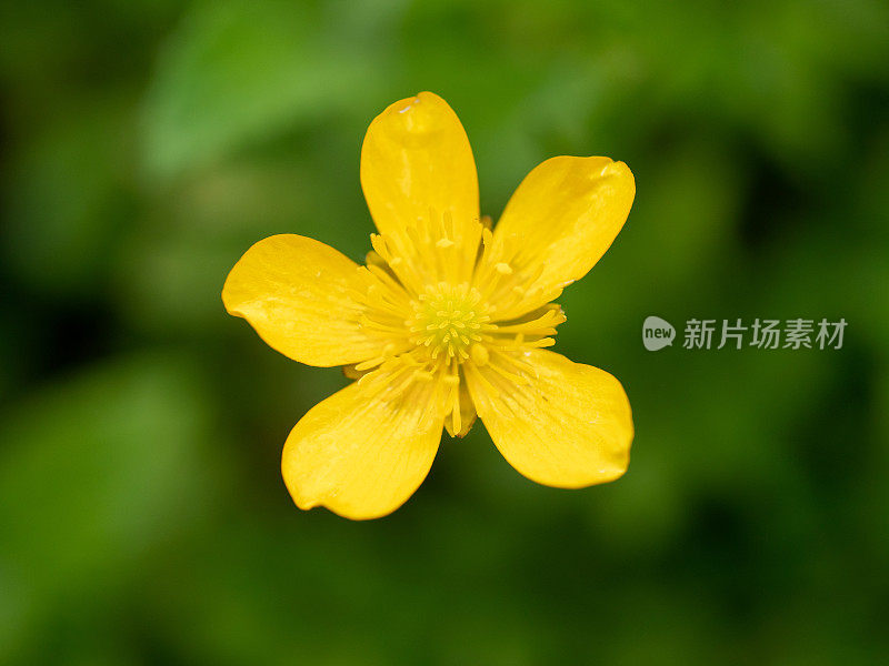 花园中的草甸毛茛花