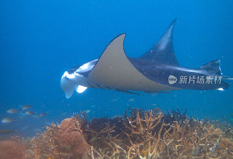 蝠鲼游泳