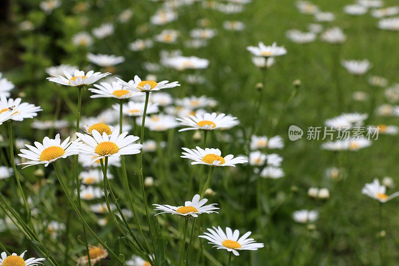 沙斯塔雏菊菊花生长在花园的边缘