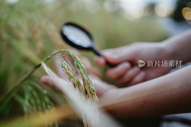 水稻研究，植物病害调查