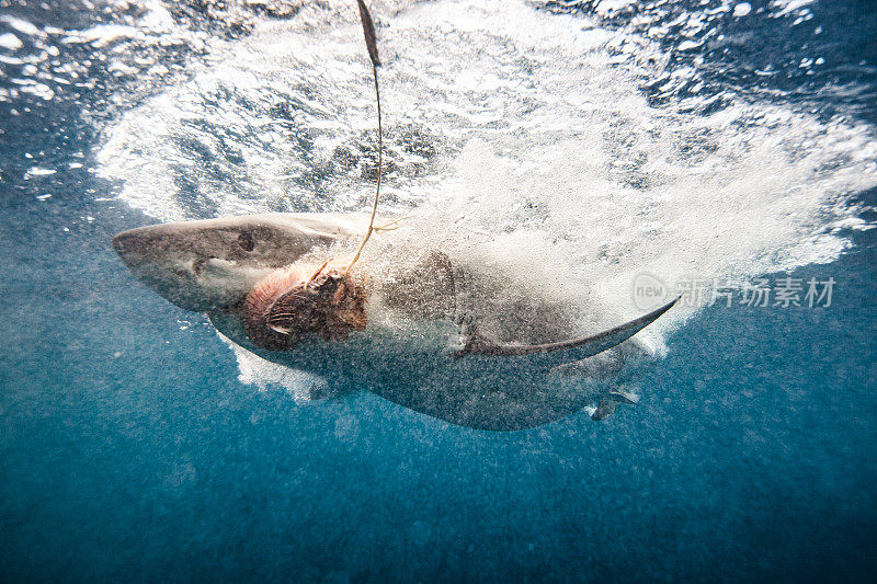 大白鲨在笼中潜水时攻击鱼饵线
