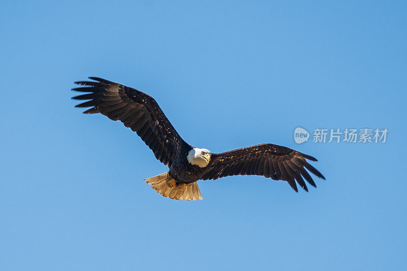 飞鹰即将飞