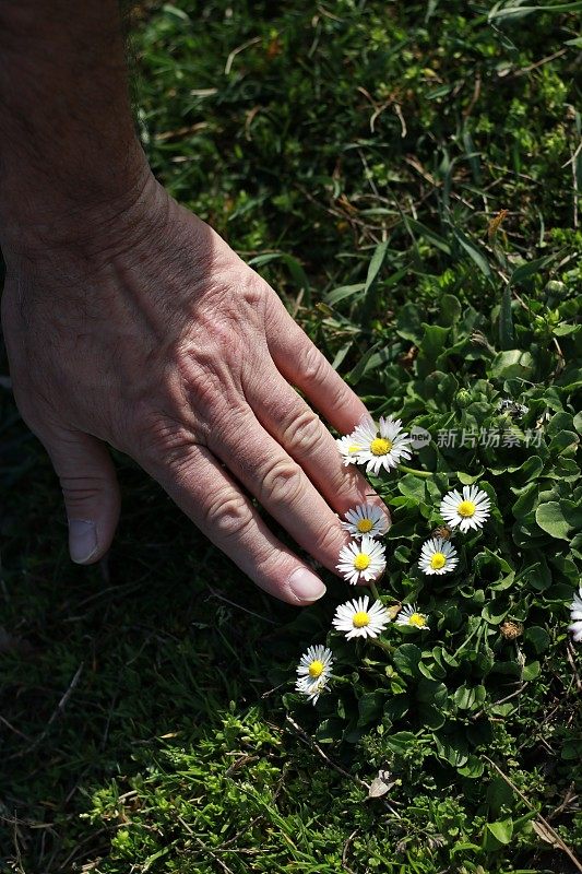 男人抚摸着花