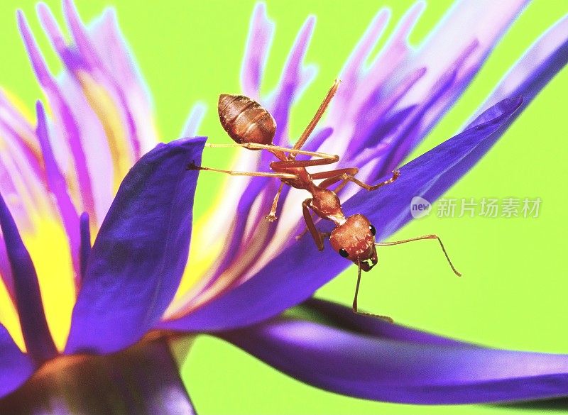 蚂蚁攀爬睡莲的花瓣和花粉的绿色背景。