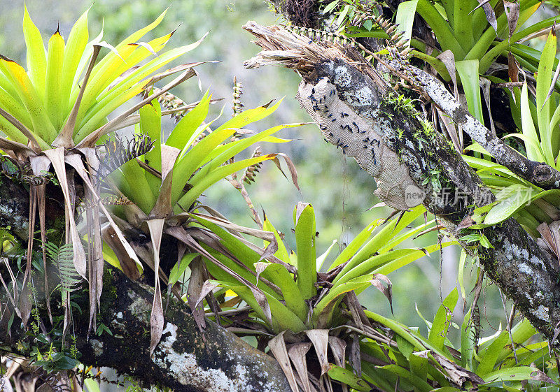 哥斯达黎加圣胡安娜保护区的蜂巢