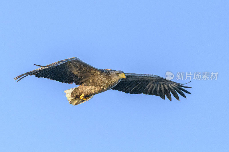 白尾鹰或海鹰在挪威北部的天空中狩猎