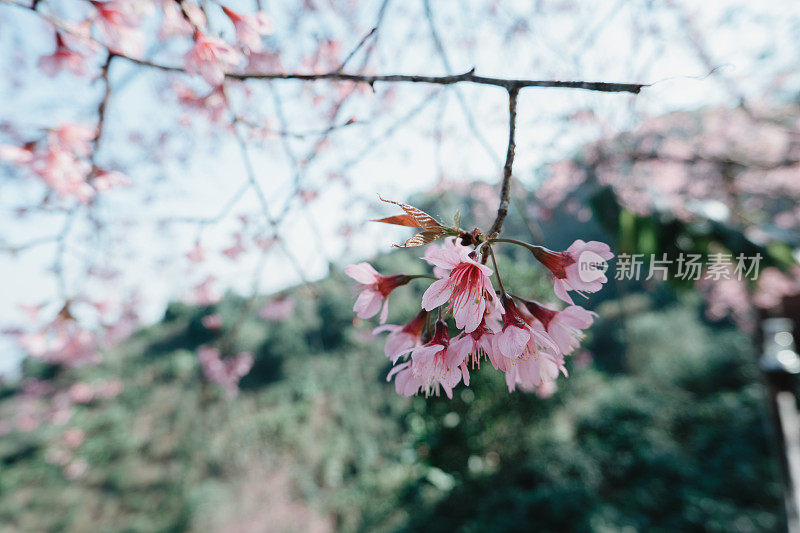 特写，泰国清莱邦空的樱花或泰国樱花