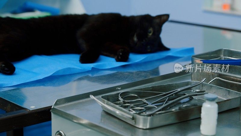 黑猫在阉割期间昏迷在手术室里
