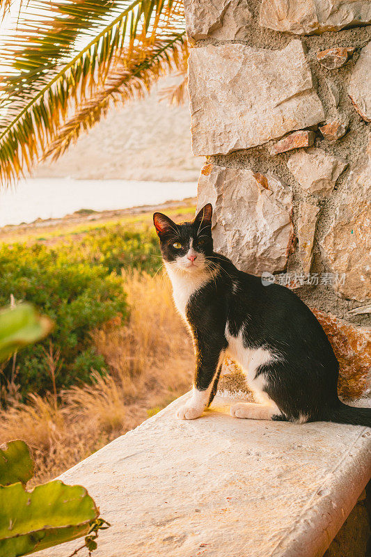 希腊餐厅里的流浪猫