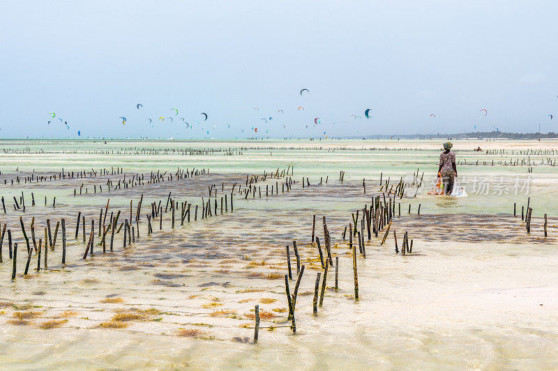 非洲桑给巴尔岛浅海海藻种植园。非洲妇女在工作。背景是风筝冲浪者。