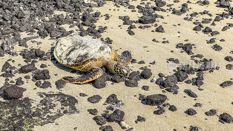 夏威夷海岸海滩的熔岩和海龟