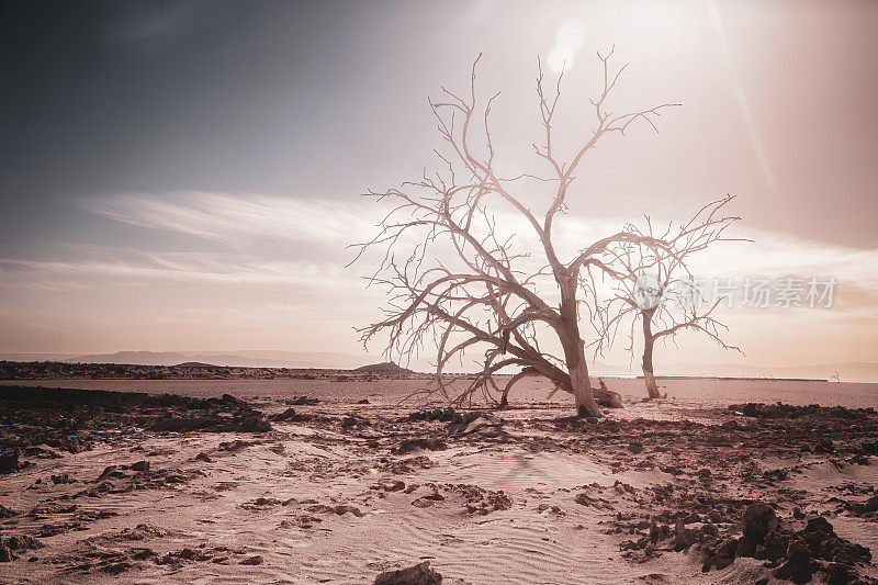 索尔顿海的死树