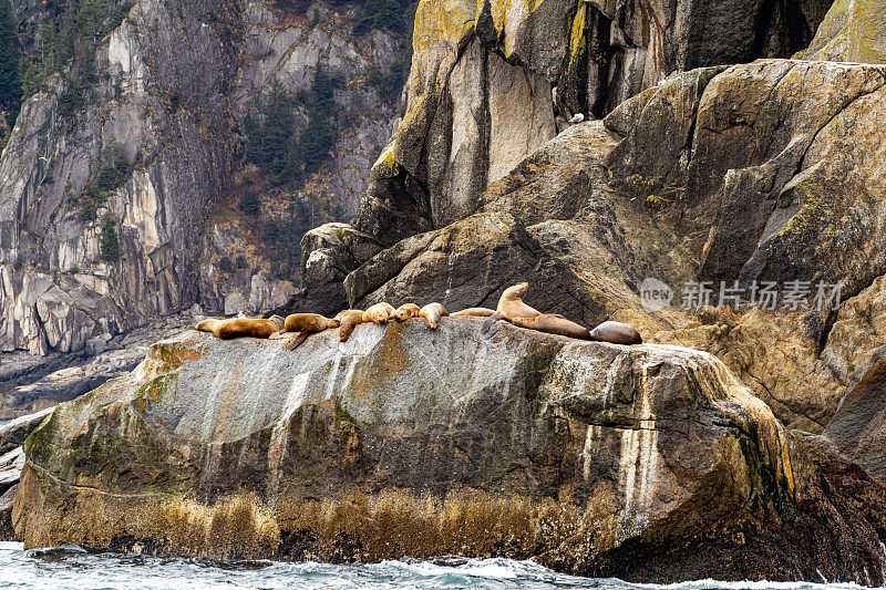 美国阿拉斯加州基奈峡湾国家公园美丽而引人注目的景色中的野生海狮