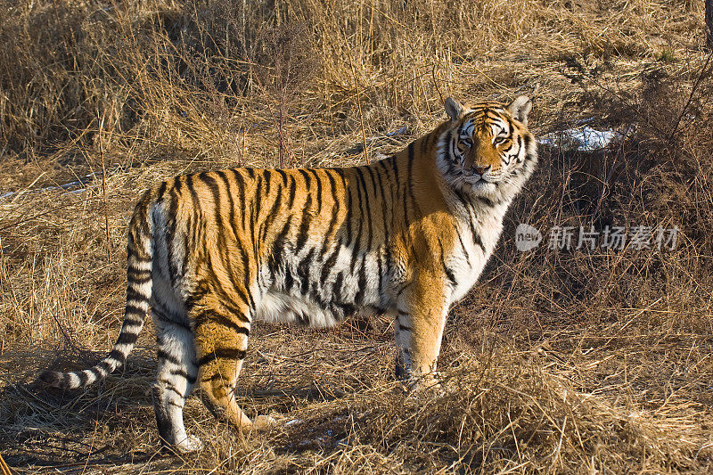 东北虎，或称阿穆尔虎，是虎亚种底格里斯虎的一个种群，原产于俄罗斯远东地区和中国东北部。哈尔滨,中国。单一的老虎。