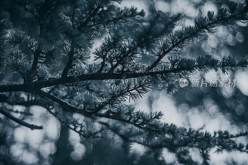 冬天的云杉针和雨滴