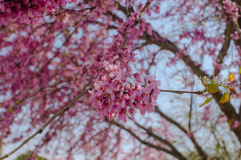 春天的花朵