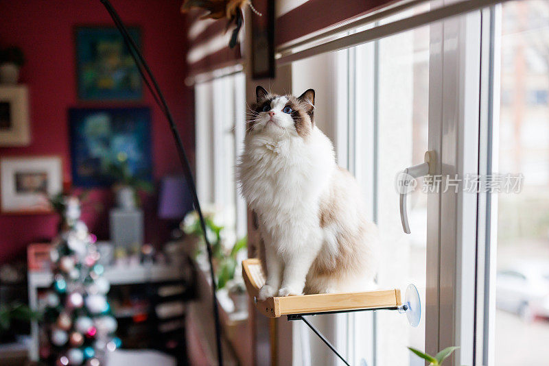 漂亮的布娃娃猫坐在圣诞节装饰客厅的窗户上玩耍