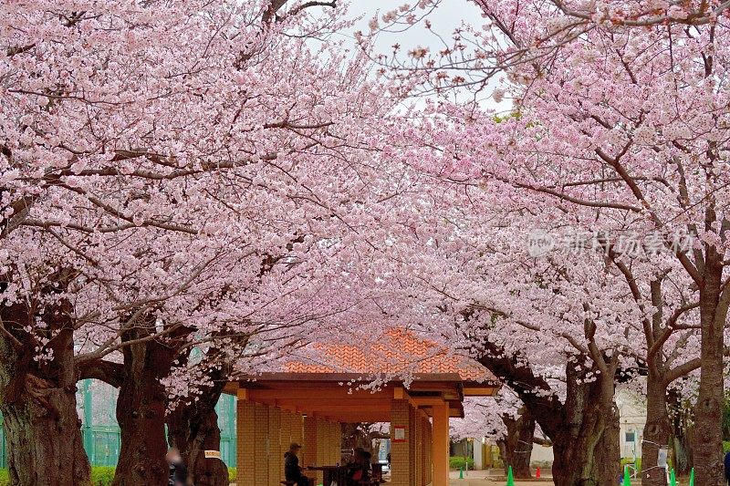 东京住宅区樱花盛开