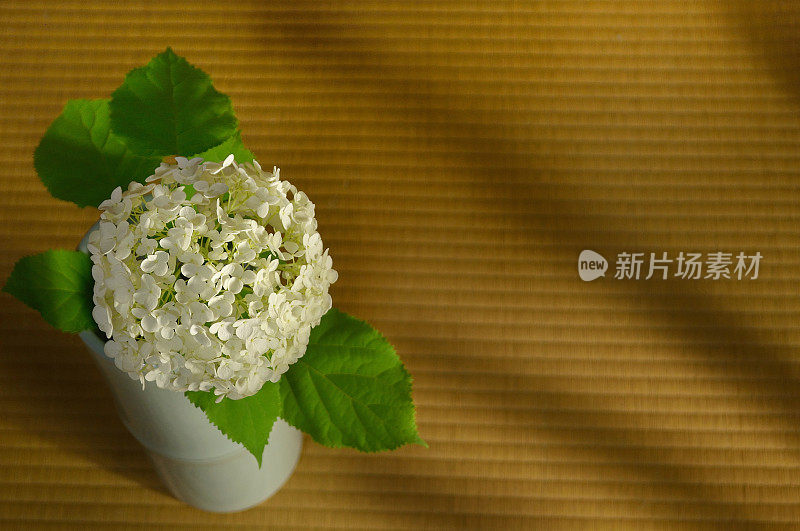 榻榻米上的白色绣球花