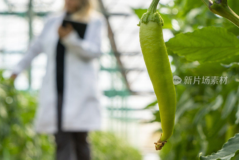 在模糊的背景中，伴随着一位农业工程师用数字平板电脑进行质量控制，生机勃勃的有机绿辣椒在受控的温室环境中茁壮成长。