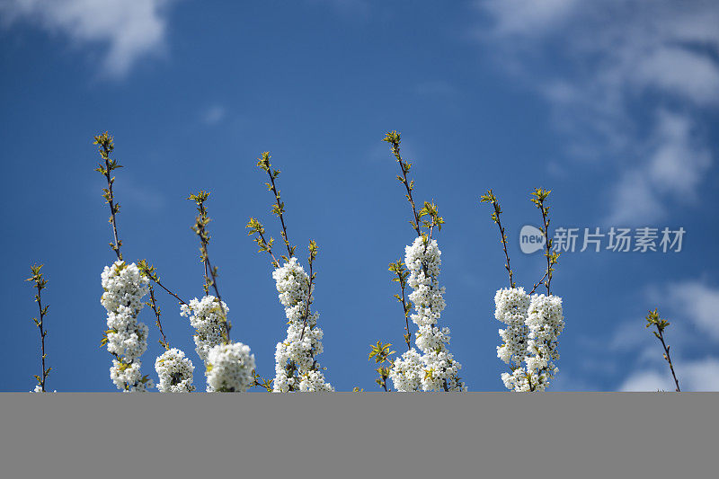 苹果树枝上开着白色的花果